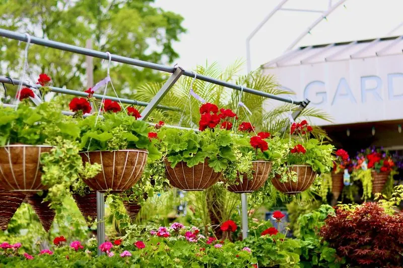 Hanging Baskets