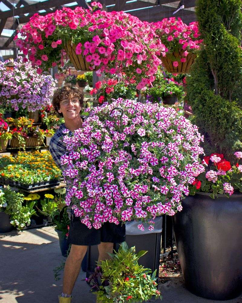 Hanging Baskets