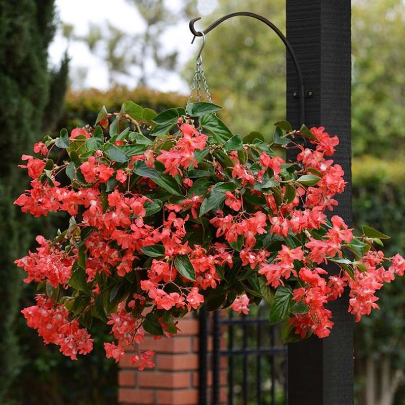 Hanging Begonia