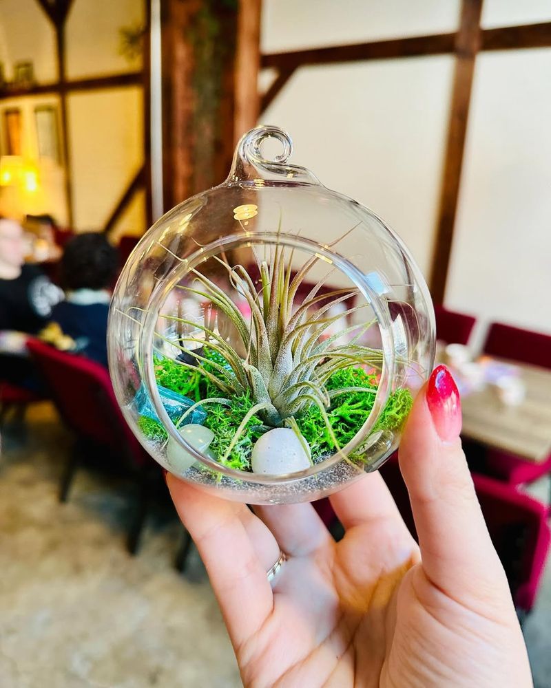 Hanging Glass Orb Terrarium