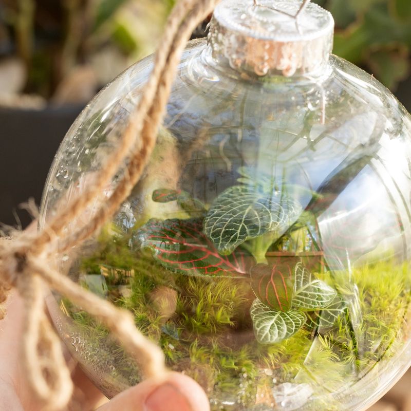 Hanging Glass Terrariums