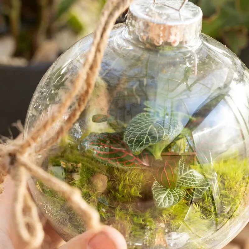 Hanging Glass Terrariums