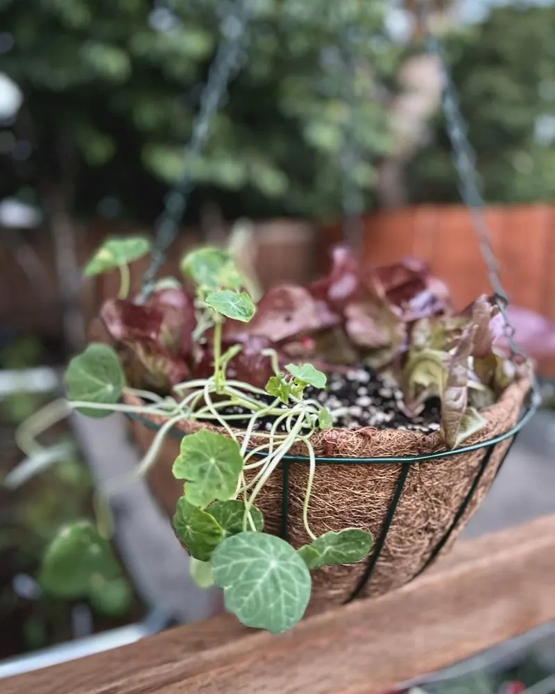 Hanging Salad Baskets