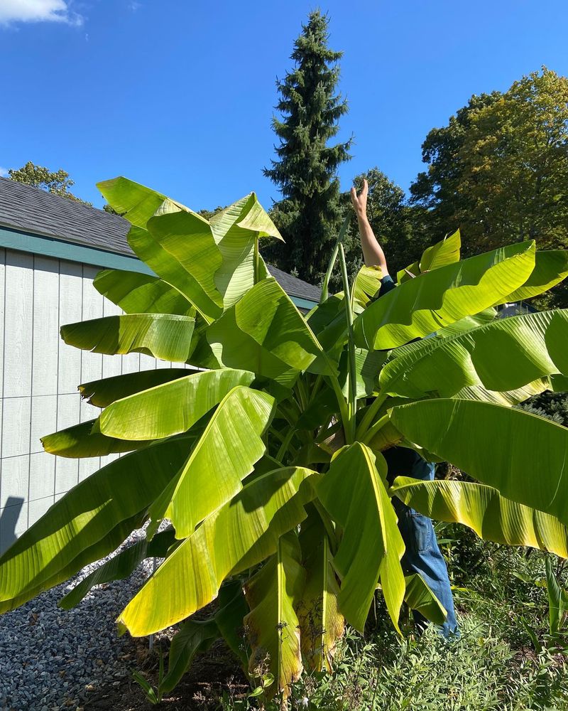 Hardy Banana