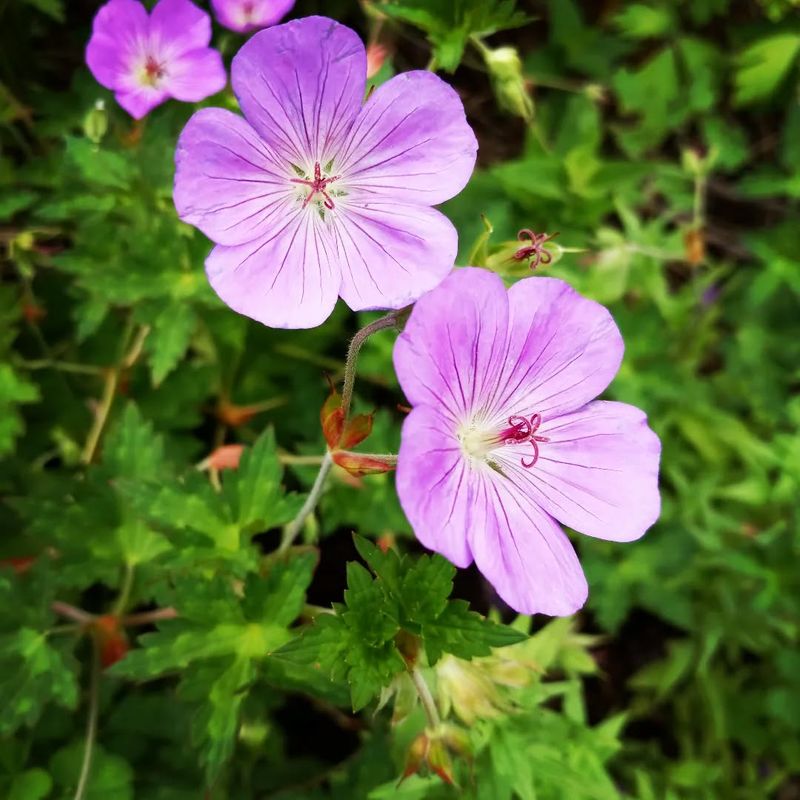 Hardy Geranium