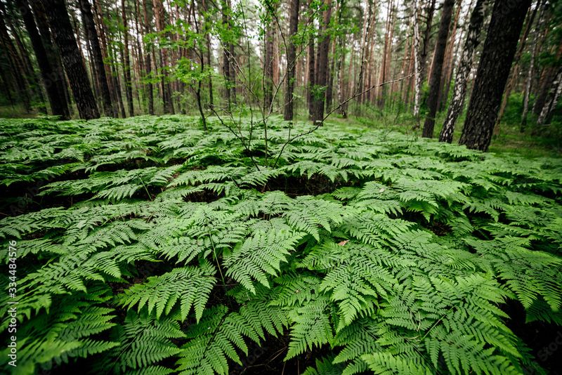 Ferns
