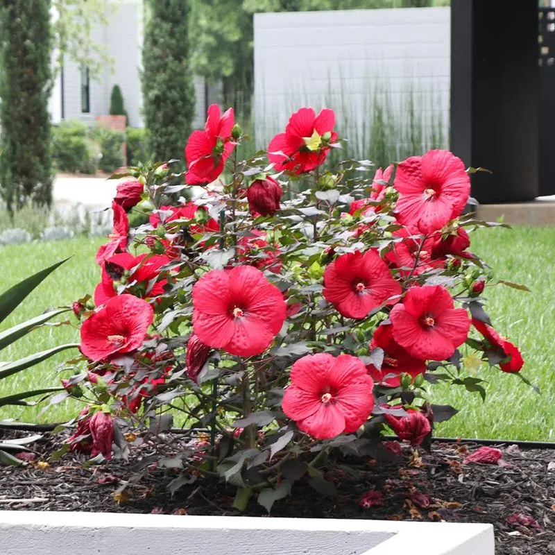 Hardy Hibiscus