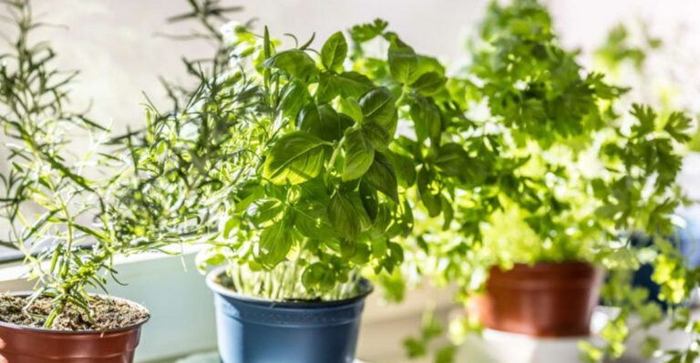 Harvest 9 Container Vegetables Without Raised Bed Expenses