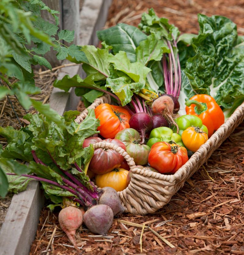 Harvest Early Vegetables