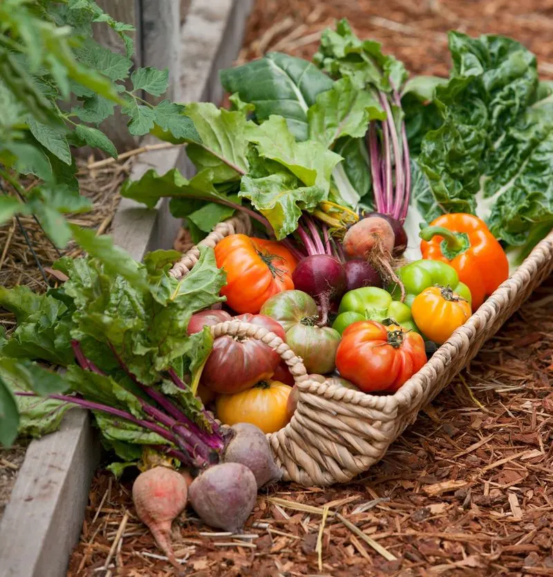 Harvest Early Vegetables
