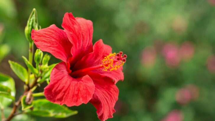 Harvest Unique Edible Flowers Without Worrying About Toxic Look-Alikes
