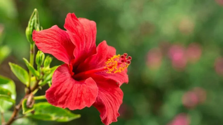 Harvest Unique Edible Flowers Without Worrying About Toxic Look-Alikes
