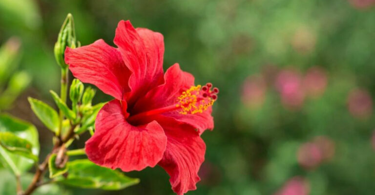 Harvest Unique Edible Flowers Without Worrying About Toxic Look-Alikes