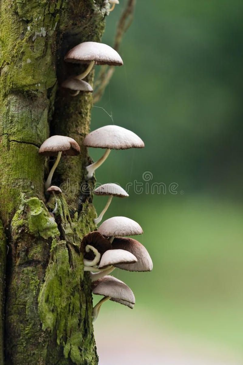 Harvesting Your Mushrooms