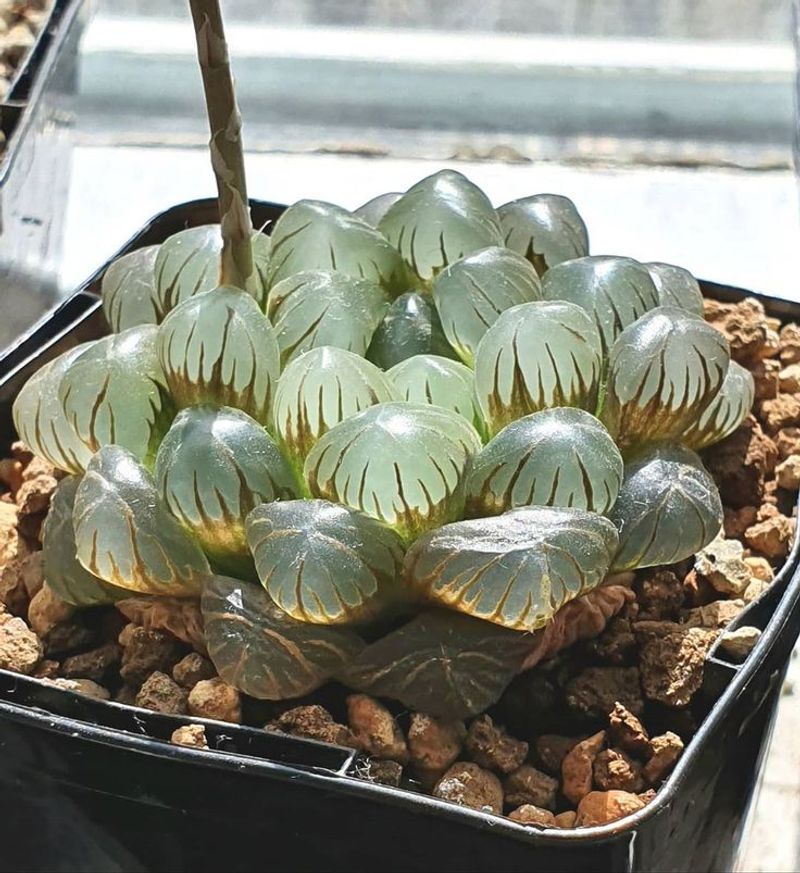 Haworthia Cooperi