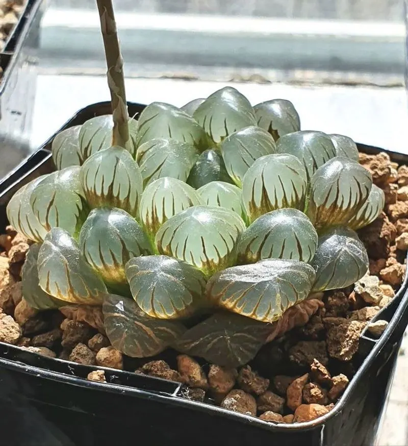 Haworthia Cooperi