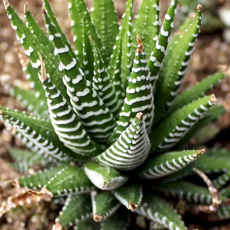 Haworthia Fasciata