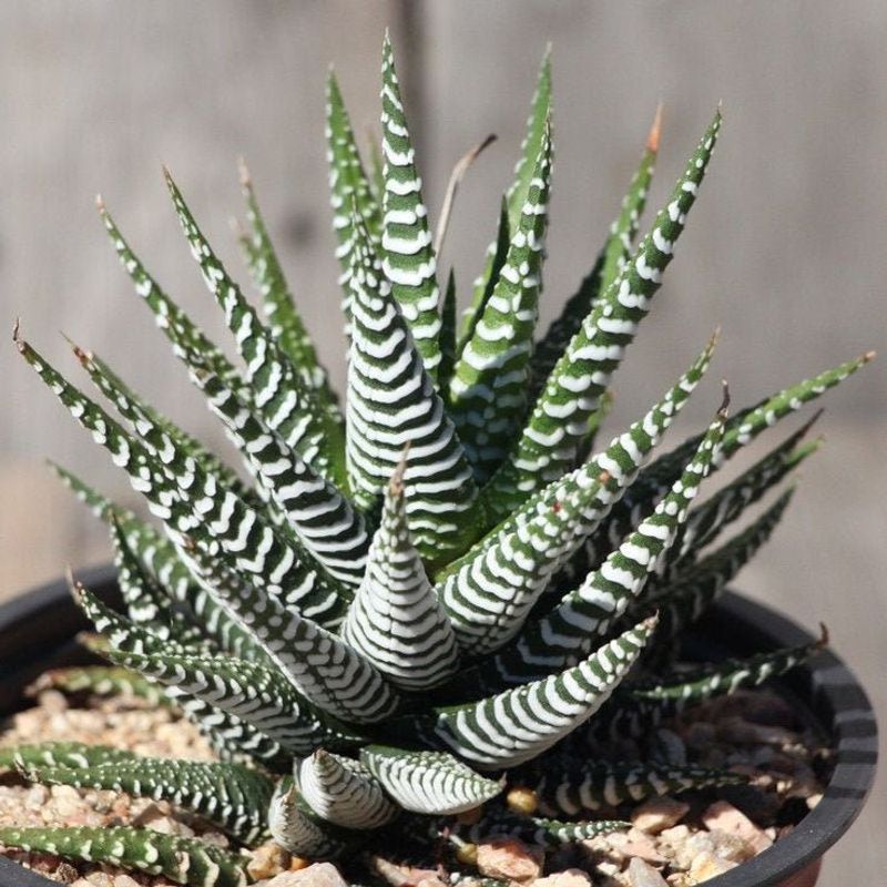 Haworthia