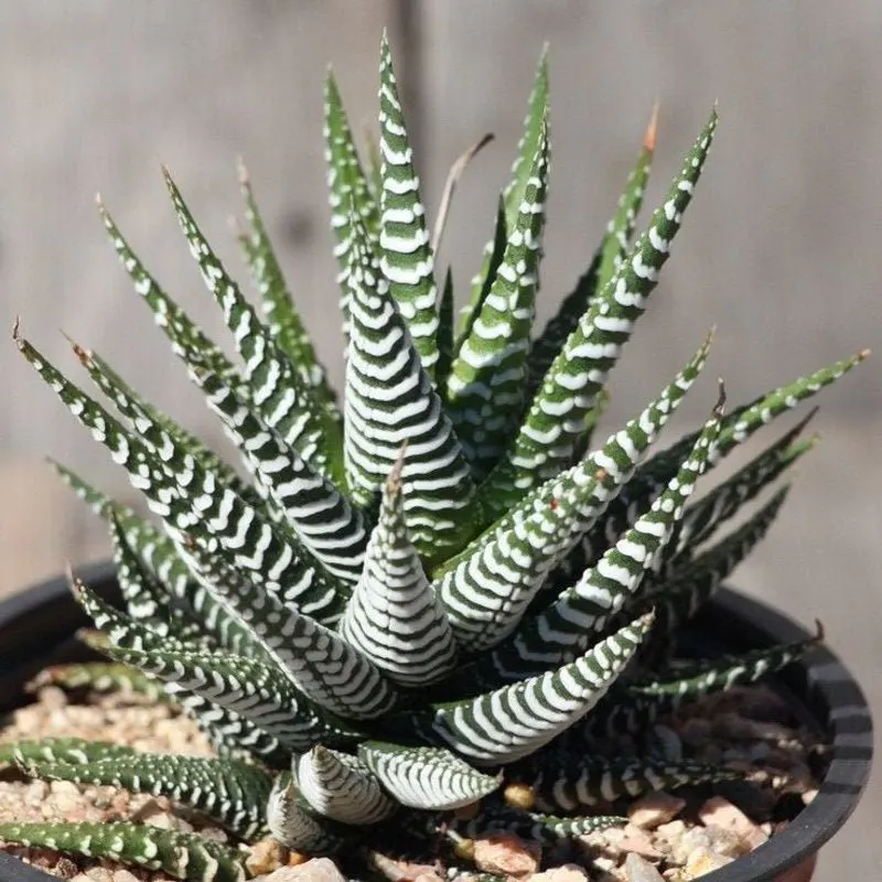 Haworthia
