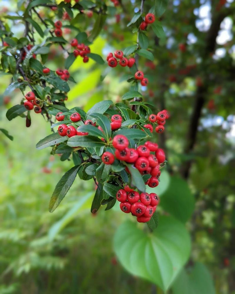 Hawthorn Berries