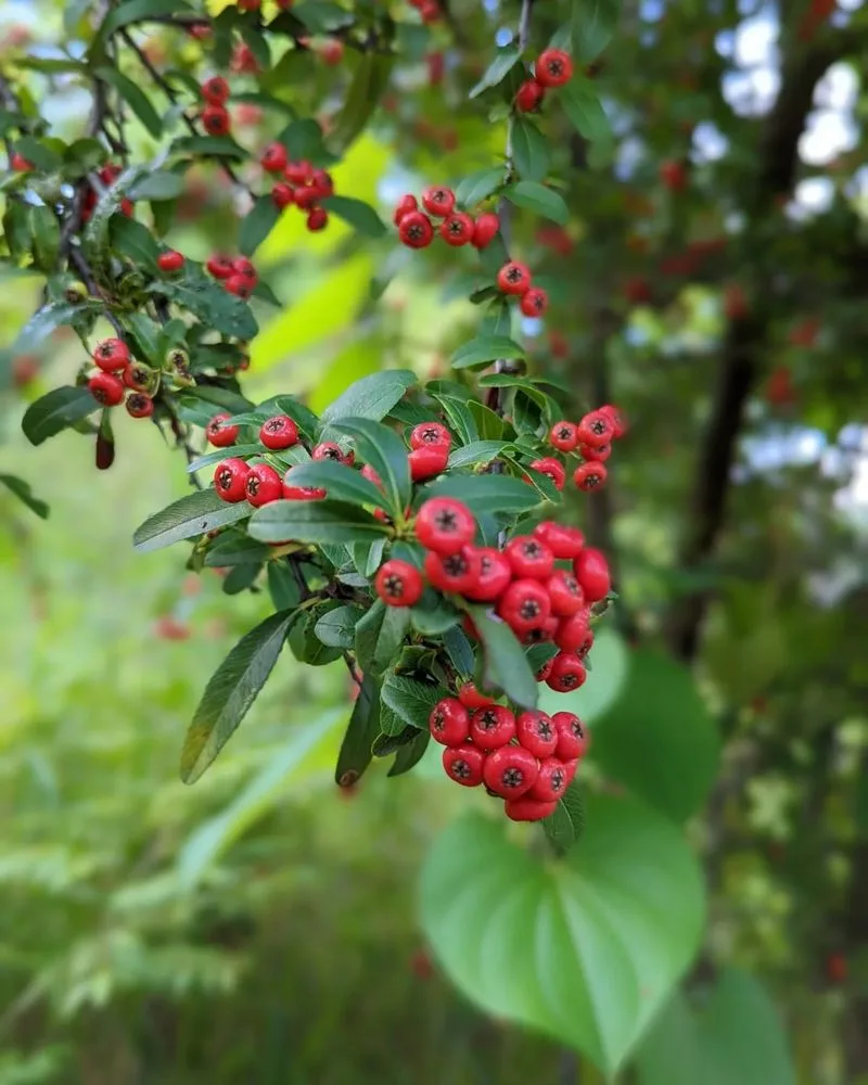 Hawthorn Berries