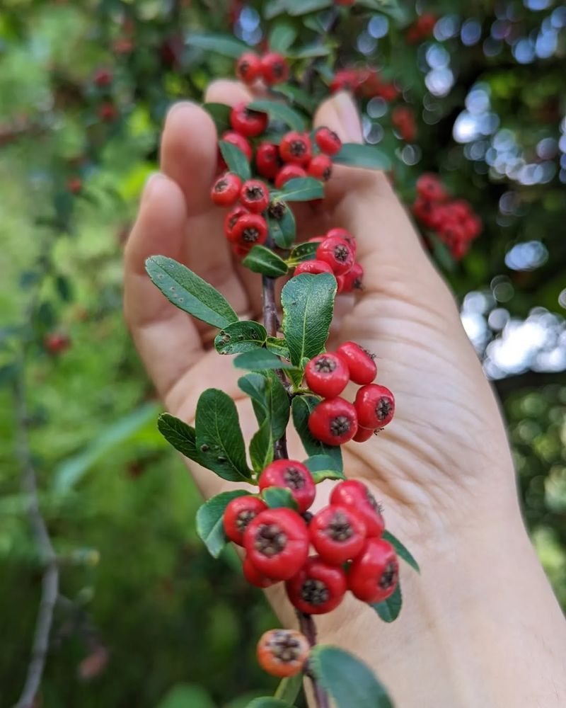 Hawthorn Berries
