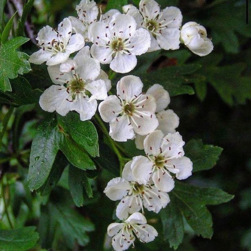Hawthorn