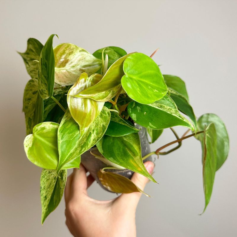 Heartleaf Philodendron