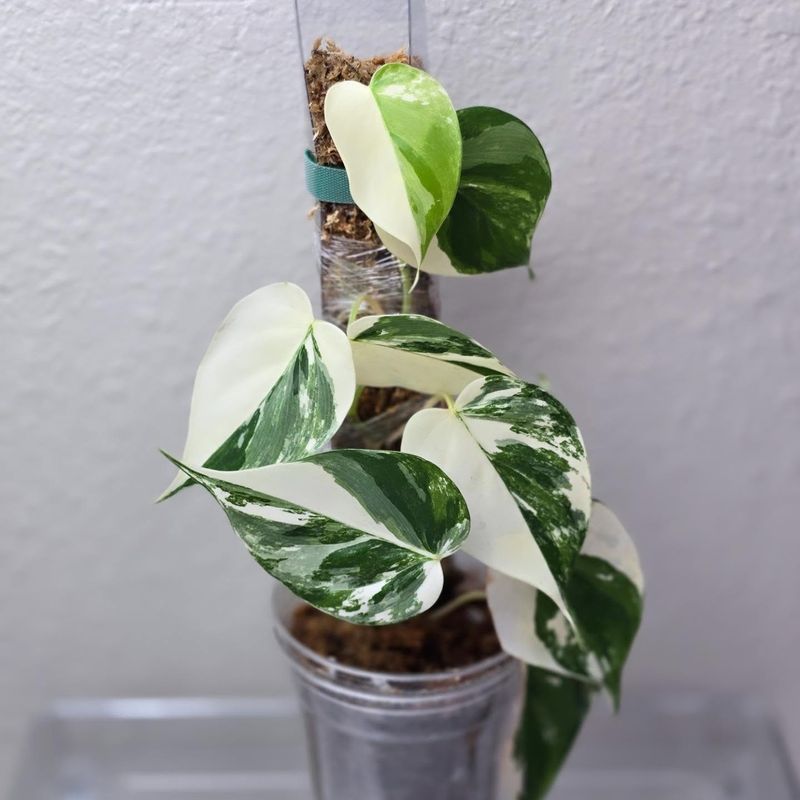 Heartleaf Philodendron (Philodendron hederaceum)
