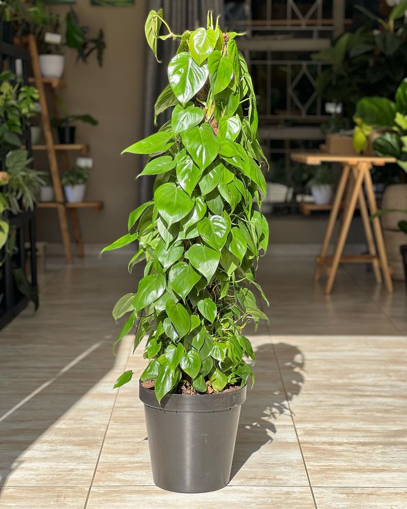 Heartleaf Philodendron