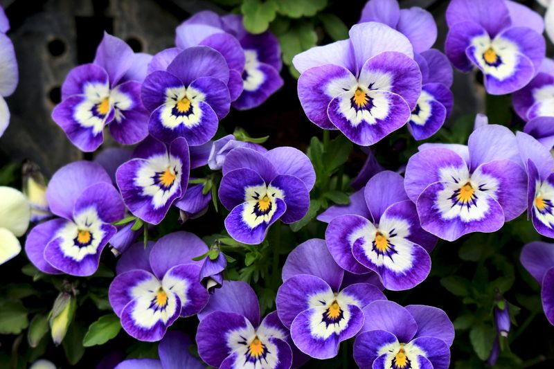 Pansies