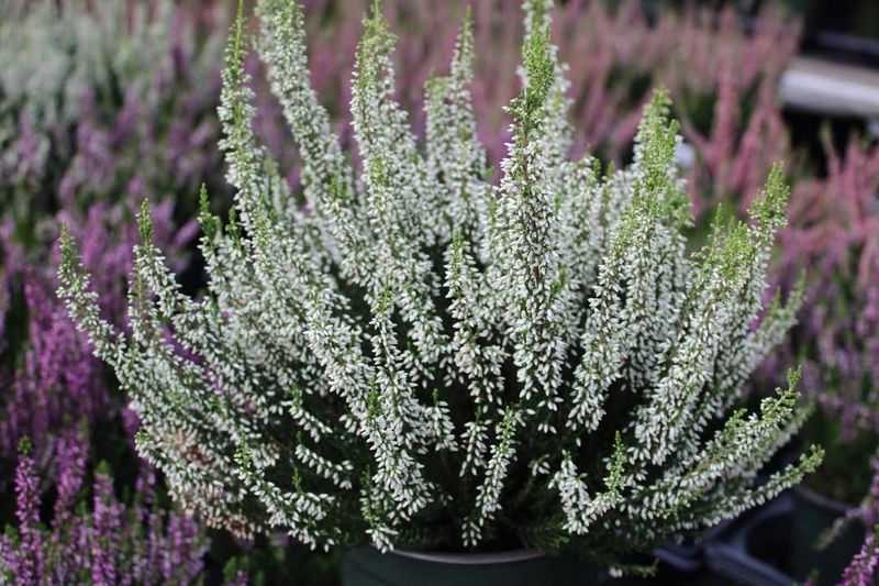 Heather (Calluna vulgaris)