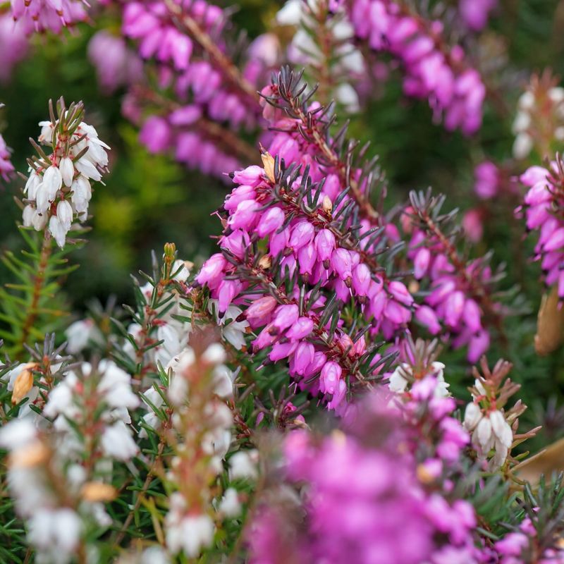 Heather