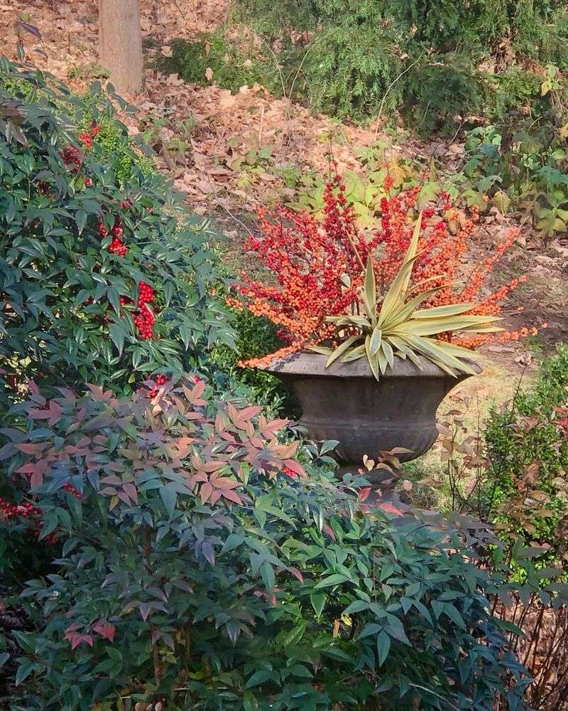 Heavenly Bamboo
