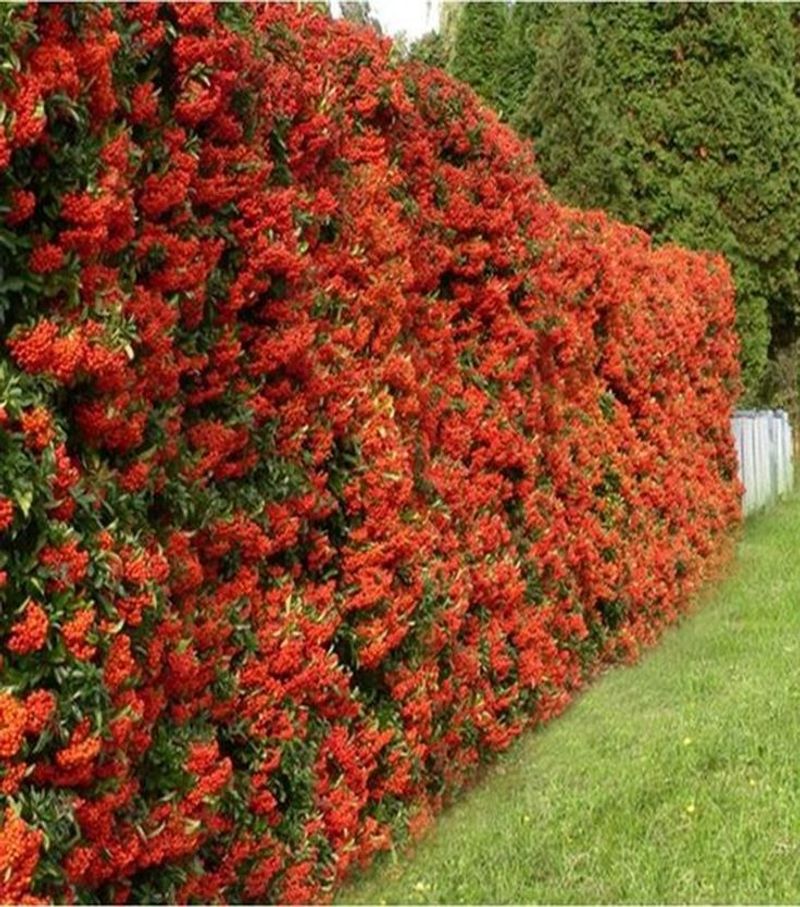 Hedges and Shrubs