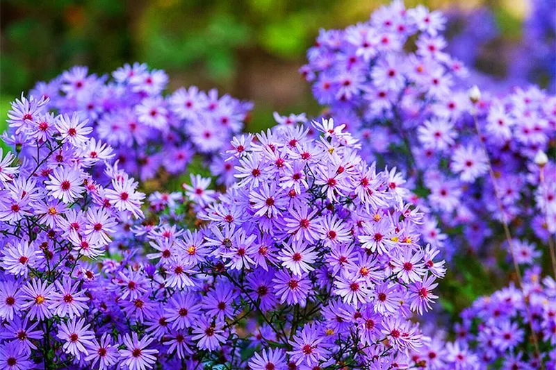 Aster
