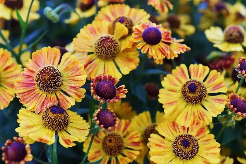 Helenium