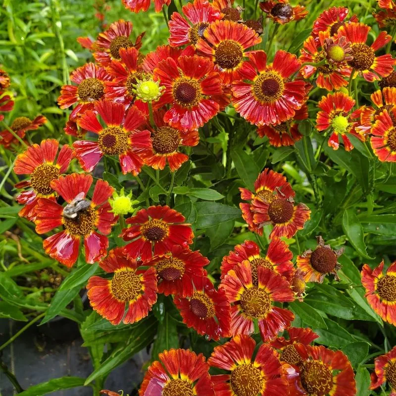 Helenium