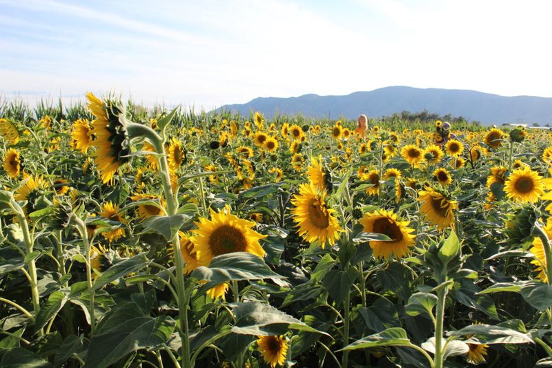 Helianthus Festival, Spain