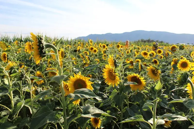 Helianthus Festival, Spain