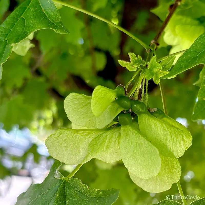 Helicopter Plant Leaf