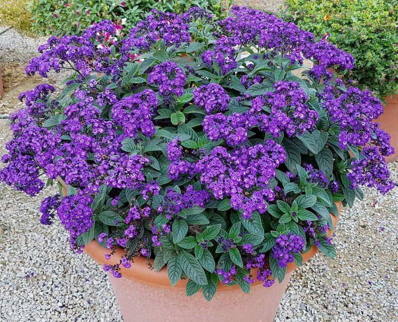 Heliotrope