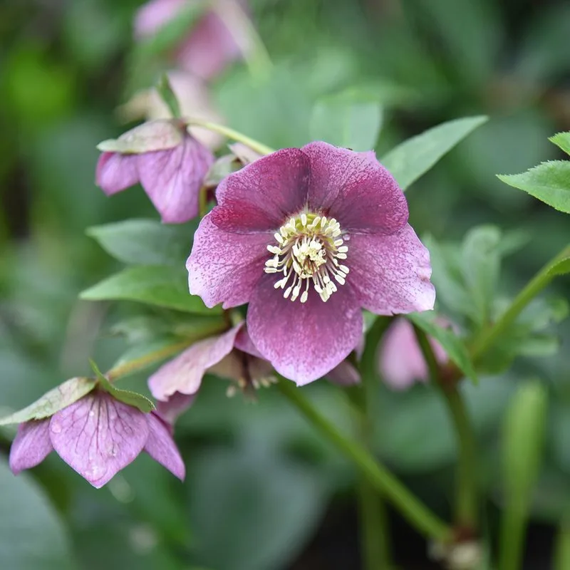 Hellebore