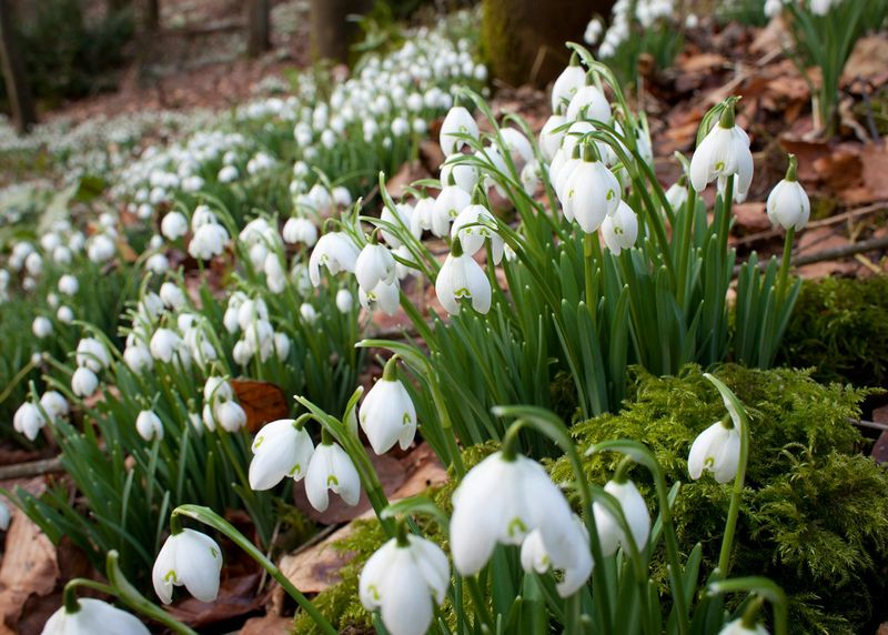 Snowdrops