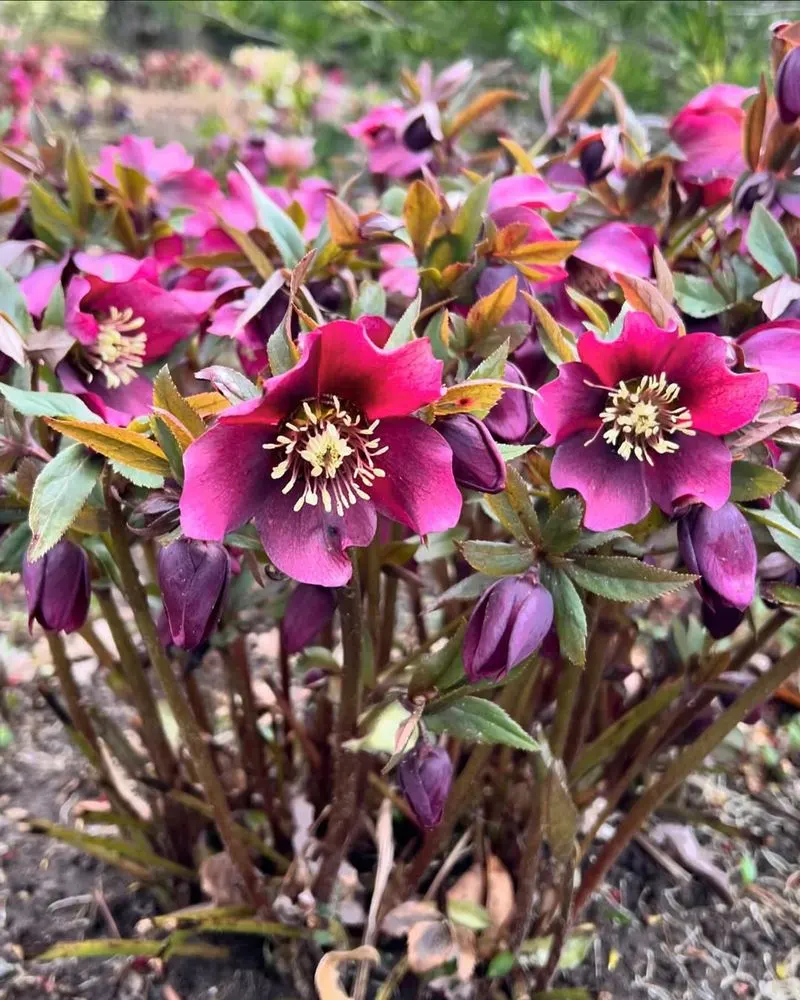 Hellebore
