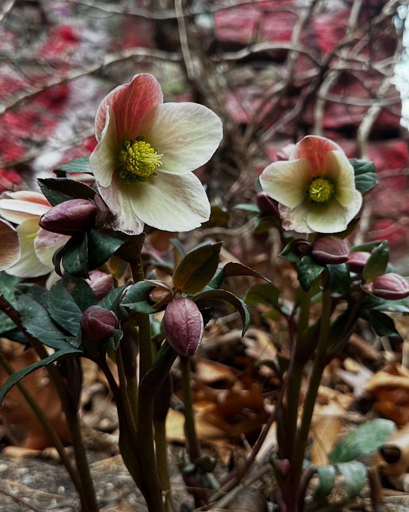 Hellebore