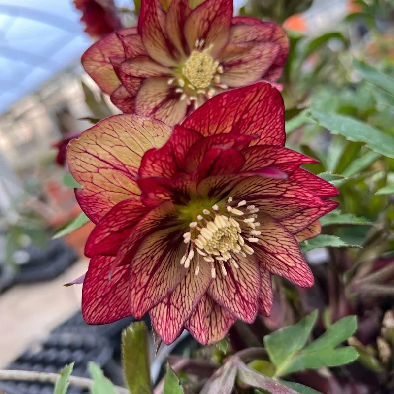 Hellebore