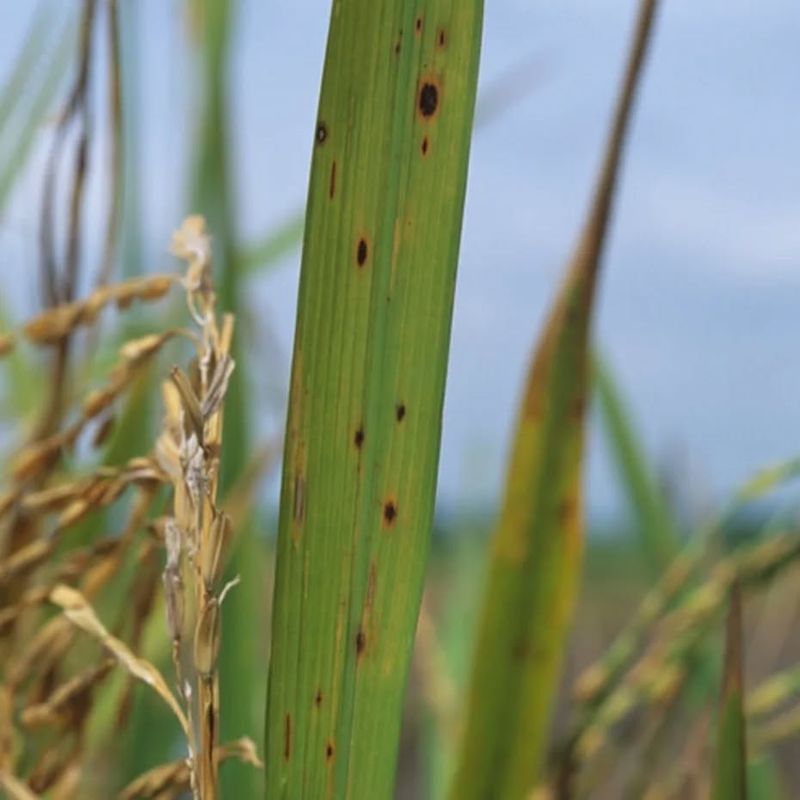 Helminthosporium Leaf Spot