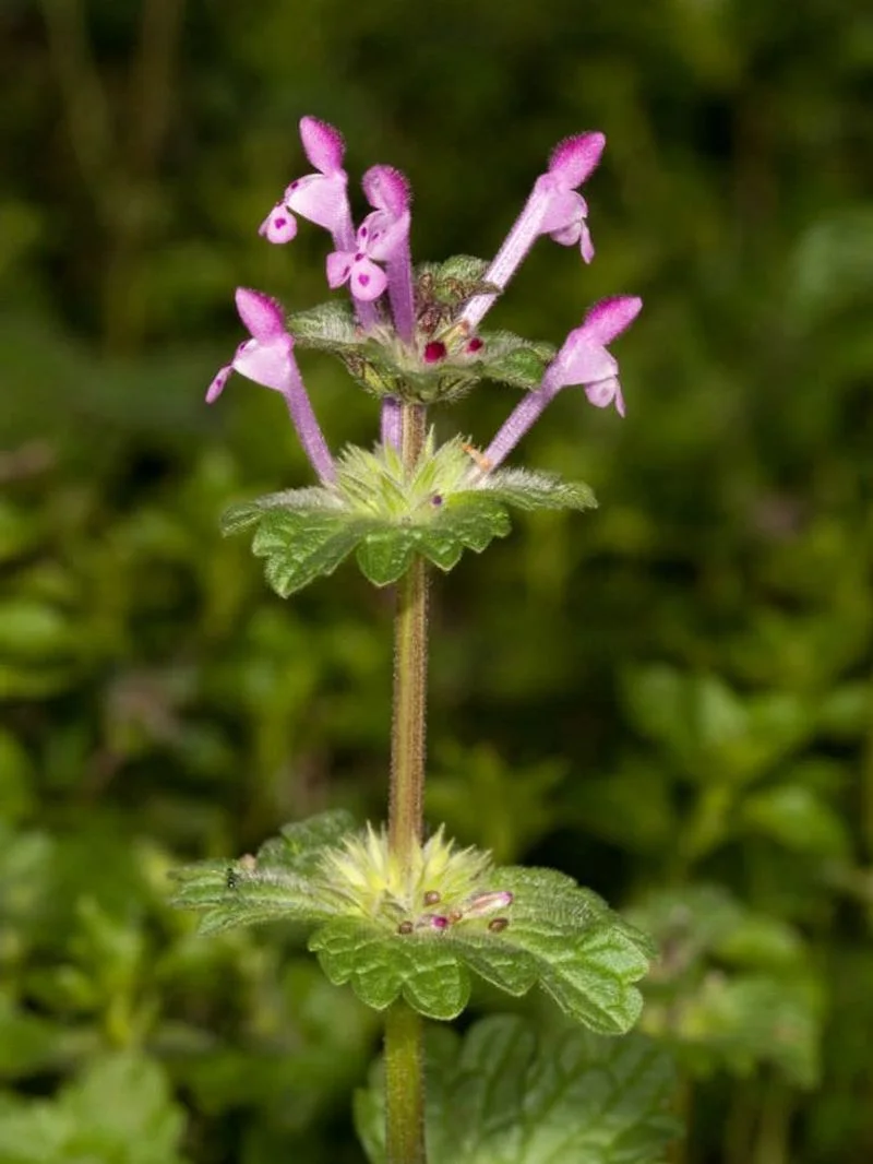 Henbit