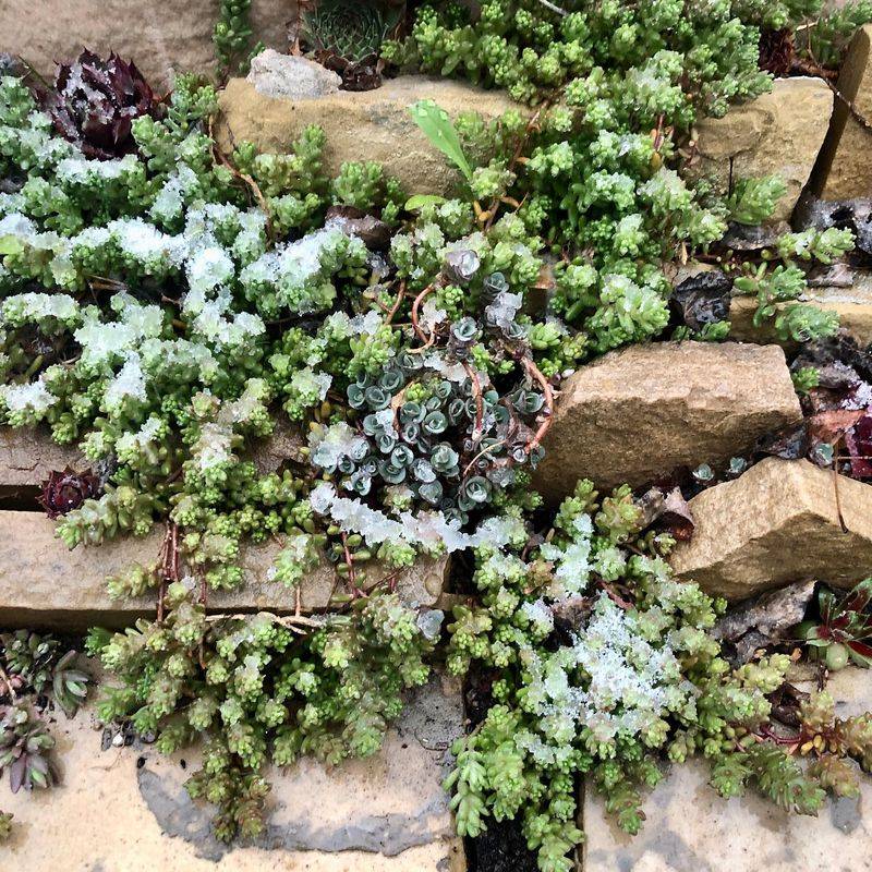 Hens and Chicks